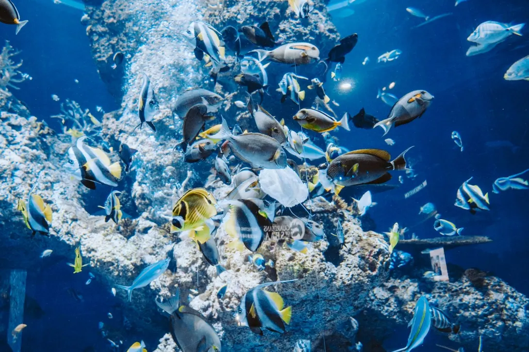 พิพิธภัณฑ์สัตว์น้ำ ซี อควาเรียม S.E.A. Aquarium