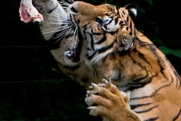 Feeding the tiger at the Lost World of Tambun Ipoh