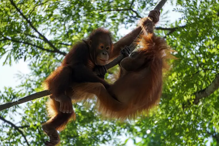 Keep your eyes peeled as the young Orang-utans swing above you in the trees!  Source: Stuart Jansen/ unsplash