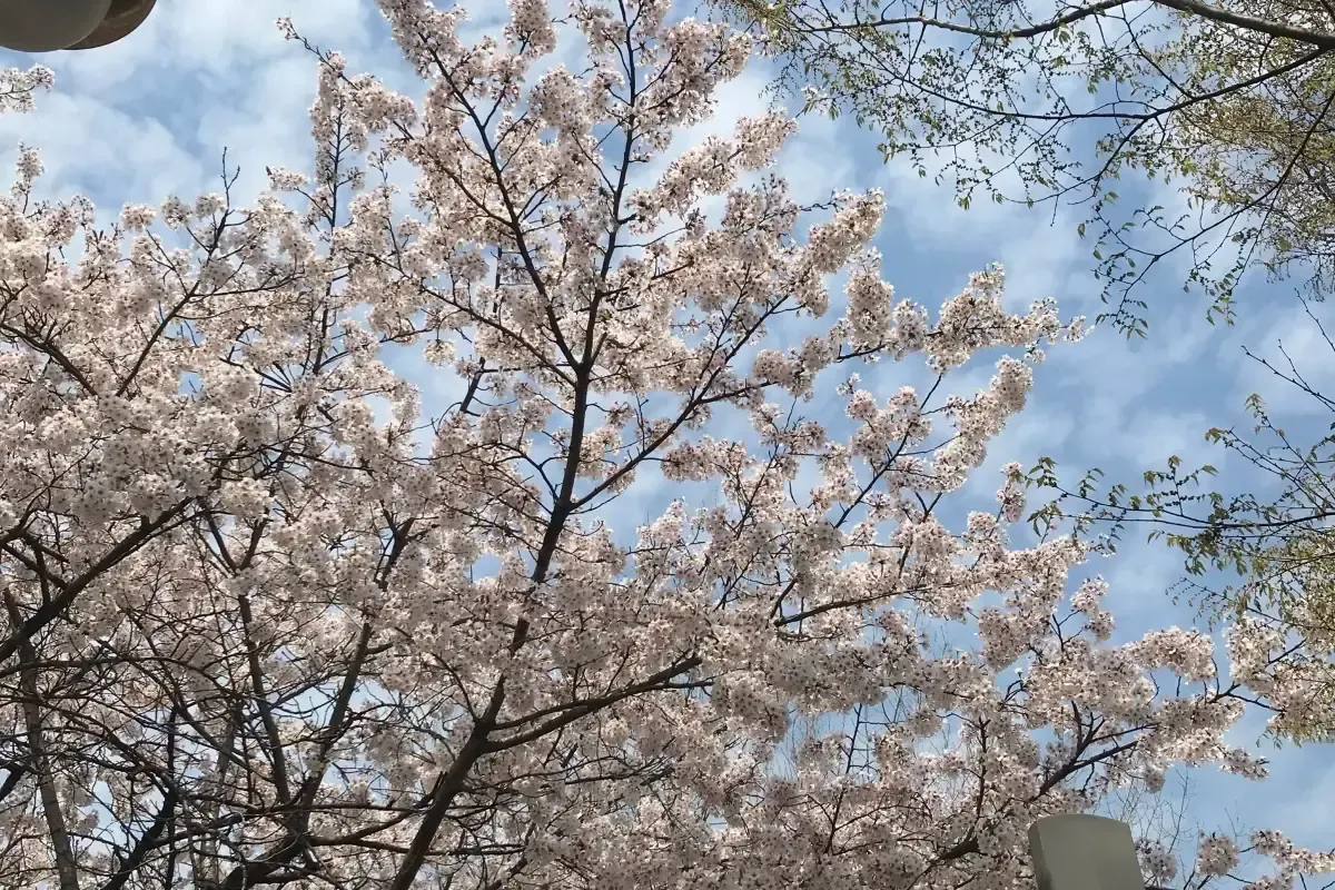 Yeouido Hangang Park
