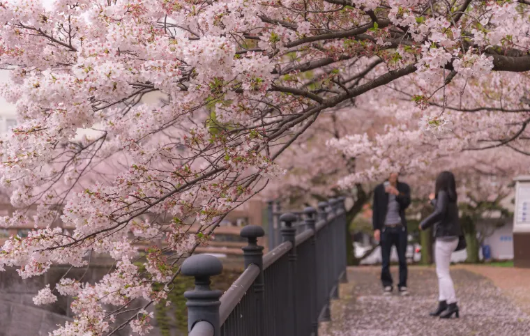 Kyushu Cherry Blossom | Best Viewing Spots