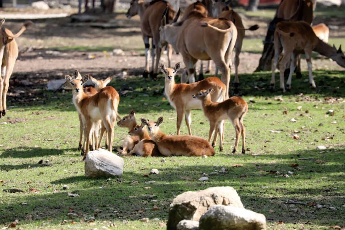 秦嶺野生動物園