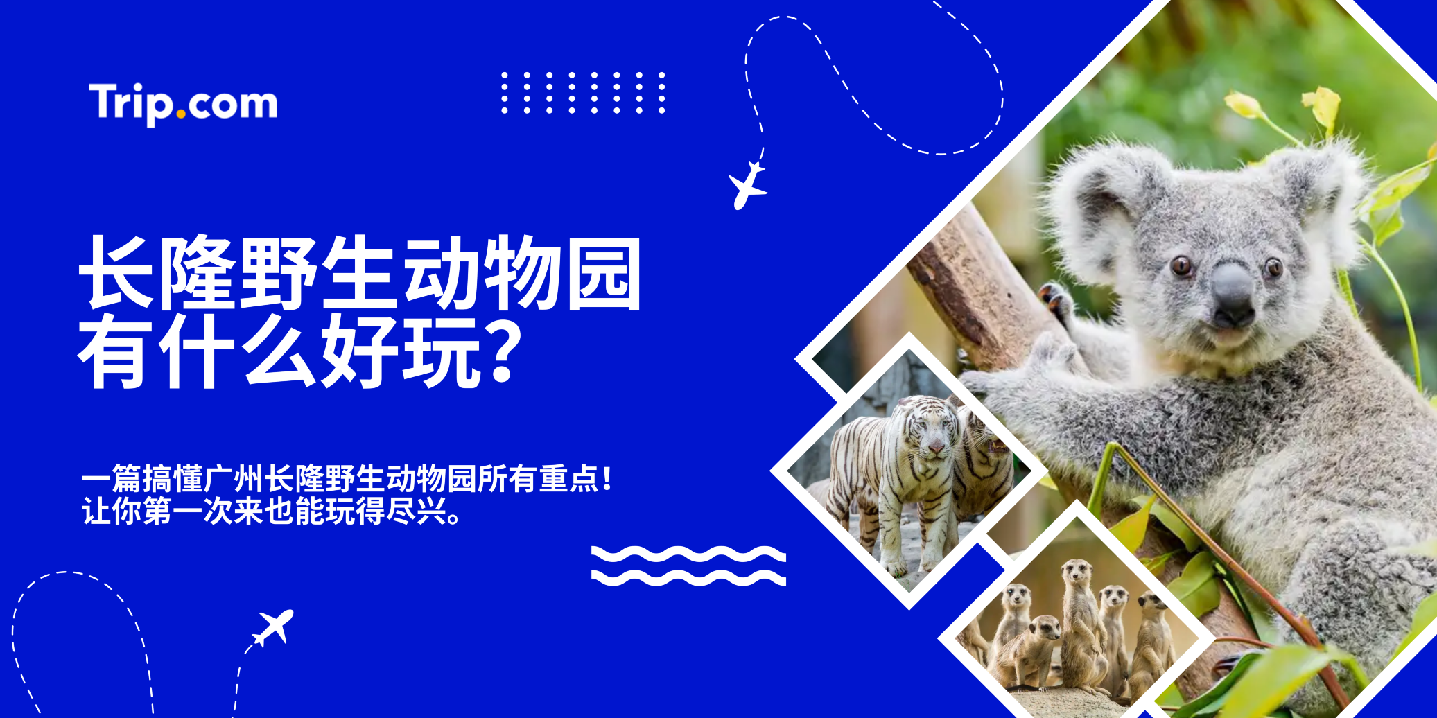 长隆野生动物园有什么好玩?10大必看动物与体验推荐!