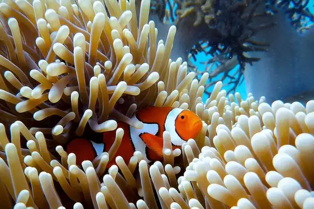 Meerespark Great Barrier Reef