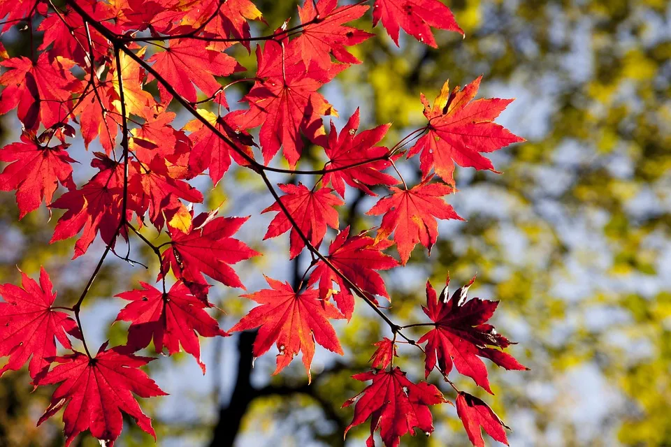 韓国の秋（9月～11月）の気温とベストシーズン