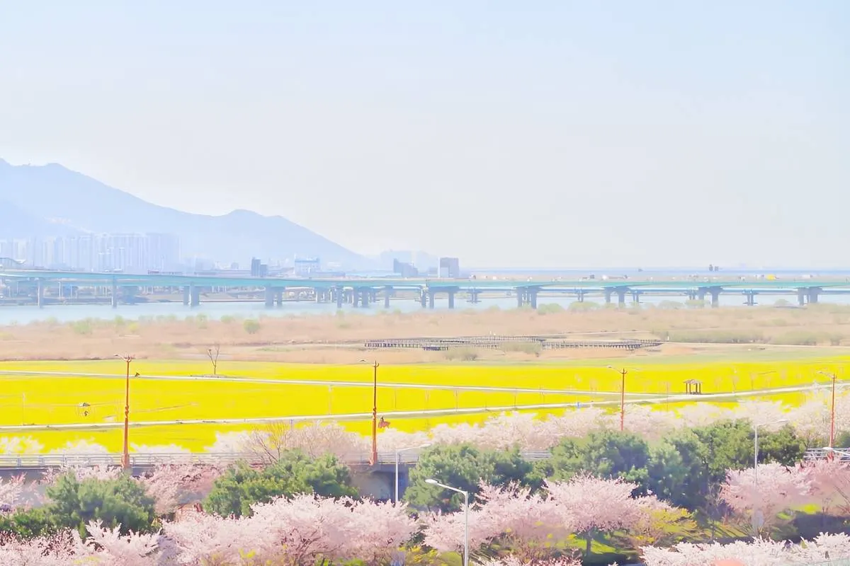 釜山櫻花 大渚生態公園