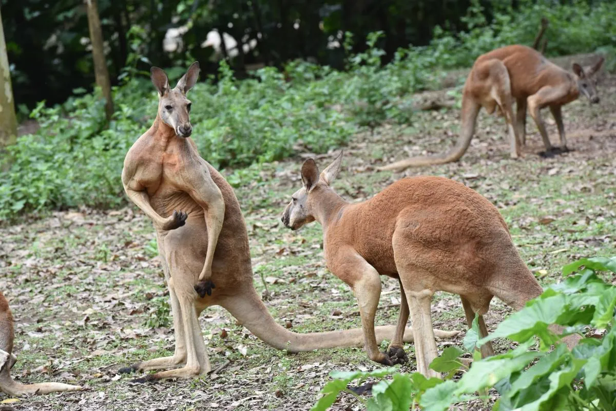 Chimelong Safari Park Animals You Can't Miss