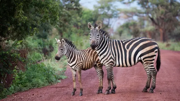 ルワンダで巻き込まれやすいトラブル3つ