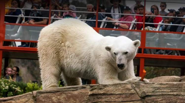 Things to do at San Diego Zoo