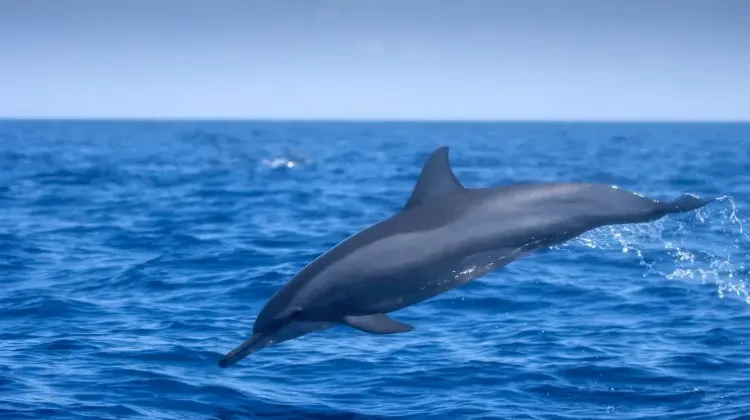 東ティモールでの緊急時の対処法