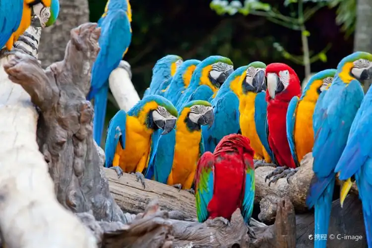You can find over 400 bird species at the Jurong Bird Park