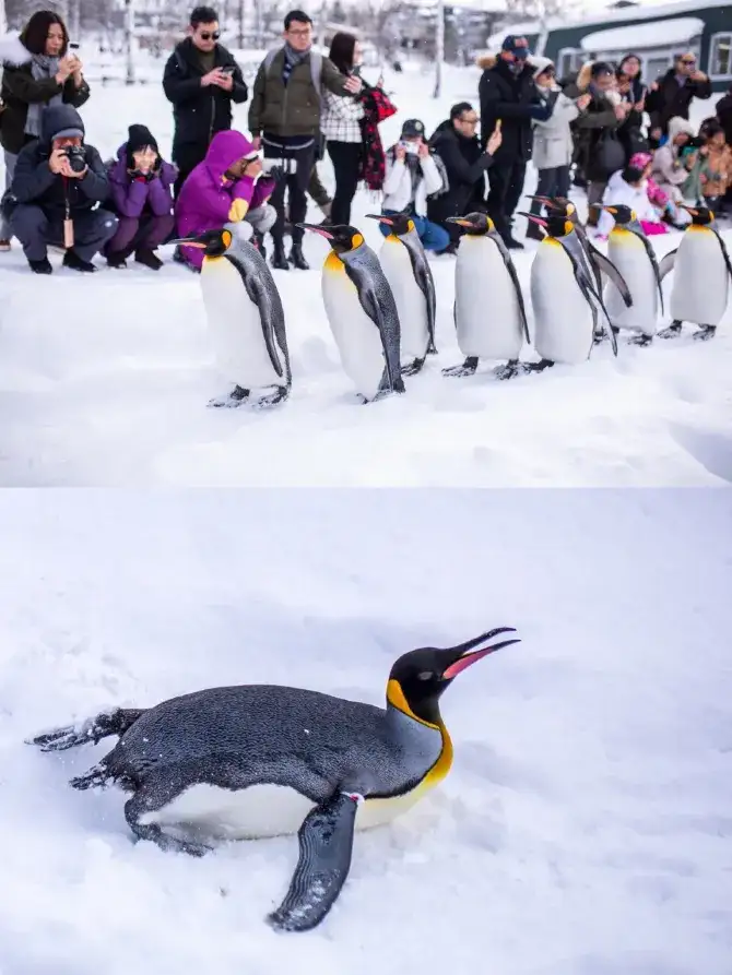旭山動物園企鵝散步環節