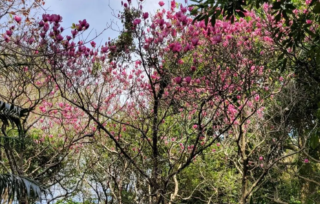 🌸嘉道理農場 – 春日賞花櫻花好去處