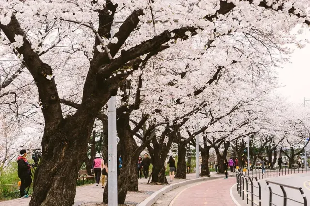 cherry blossom korea