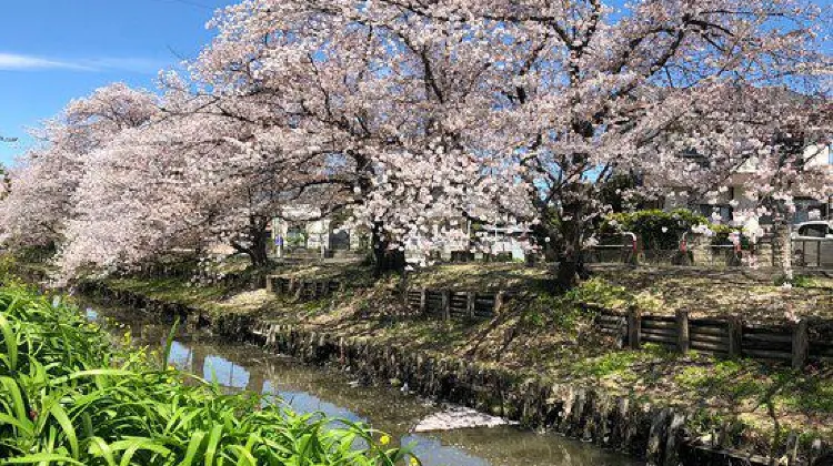 新河岸川の桜並木