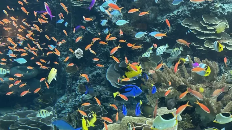 沖縄美ら海水族館へのアクセス