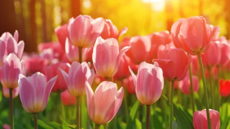 オランダで治安を注意すべきエリア