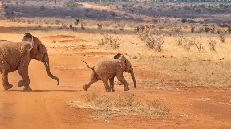 8.象をモチーフにした雑貨