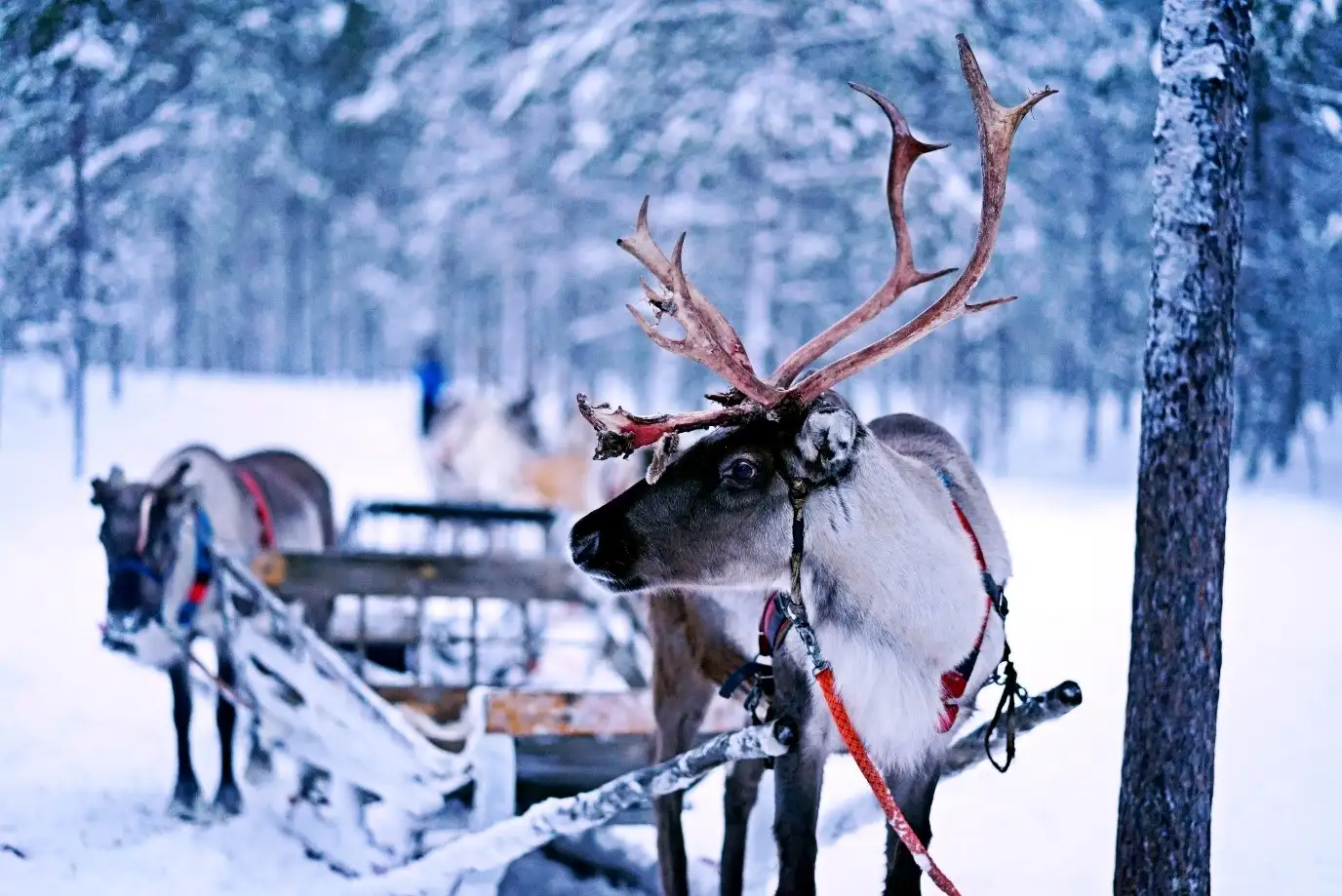 Reindeer in snowy woods