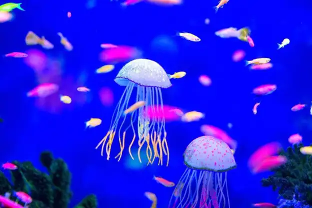 Jellyfish at Maxell Aqua Park Shinagawa