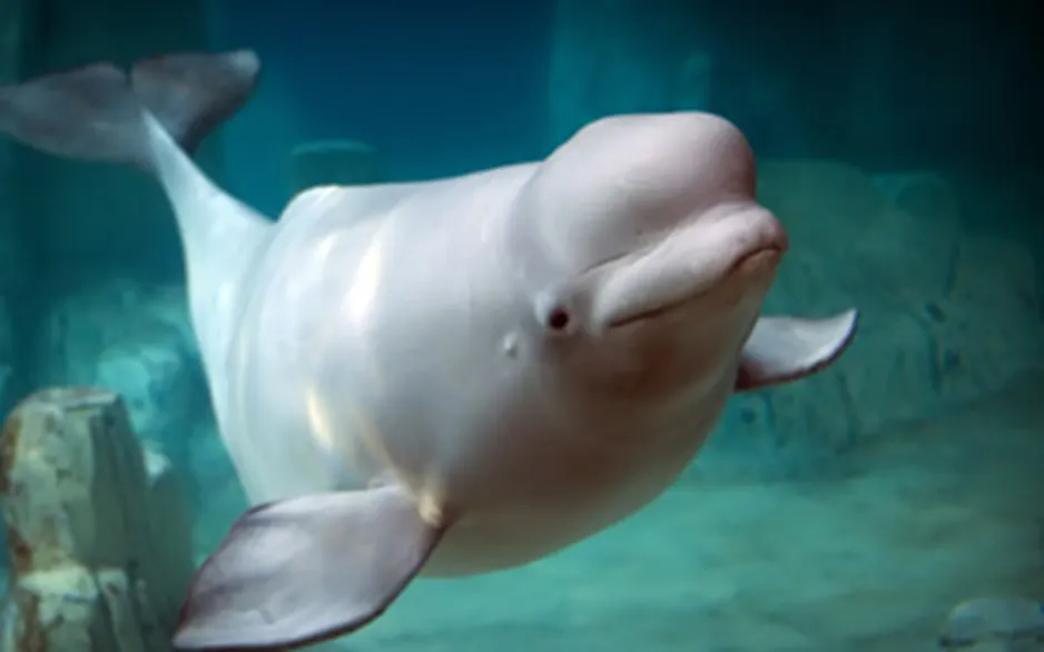 樂天世界水族館