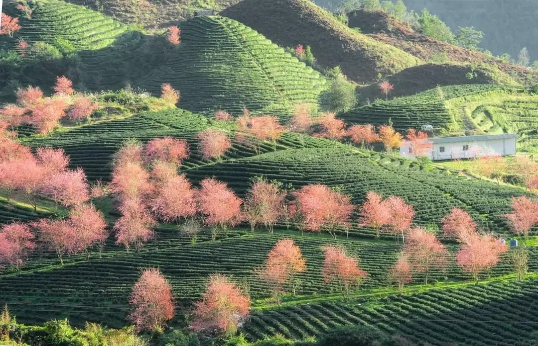 bài viết du lịch trip.com - đồi trà ô long sapa