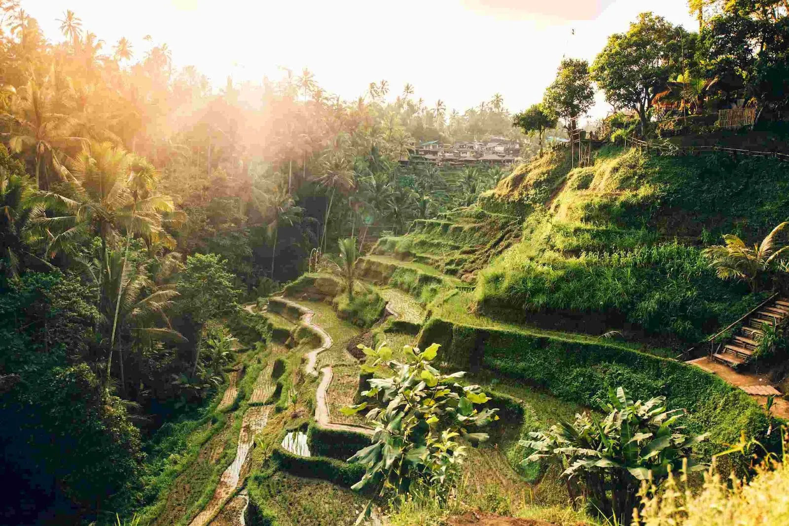 30 Tempat Wisata di Bali-Tegallalang Rice Terrace
