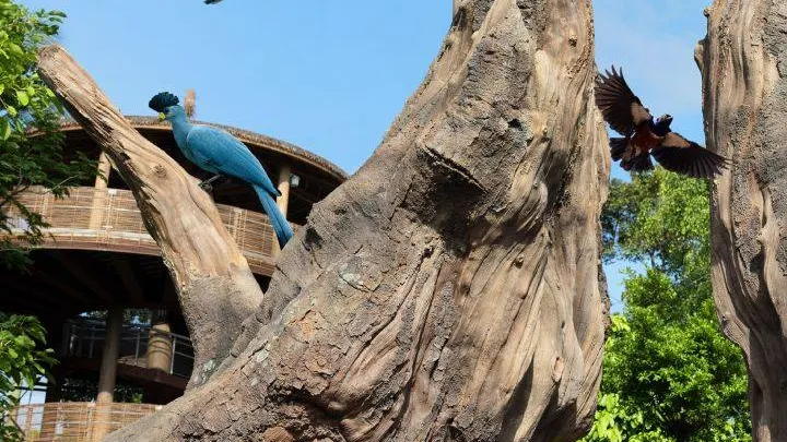 Bird Paradise annual pass