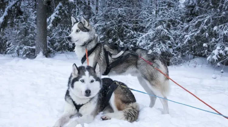 フィンランドの防犯対策でおすすめのアイテム3選