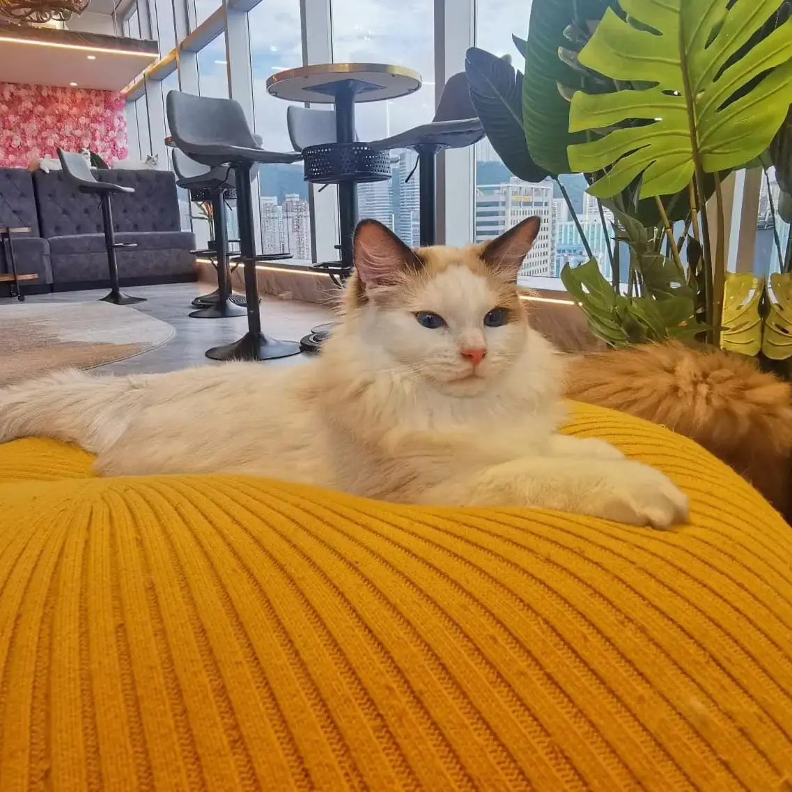Moon Moon Café