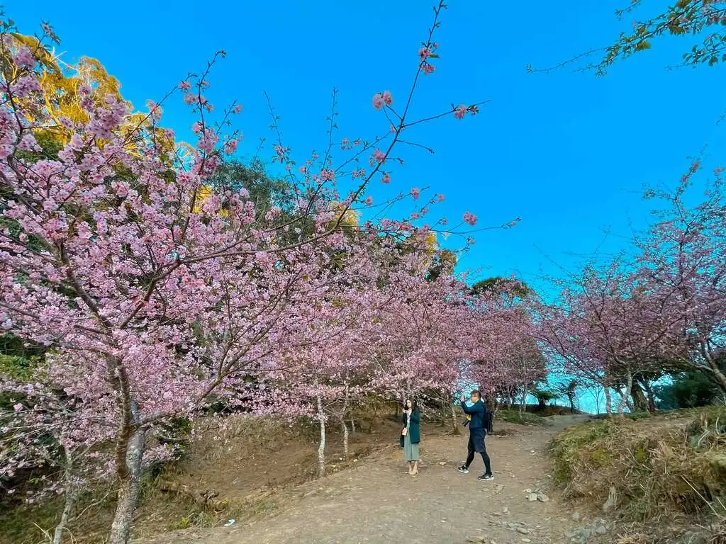 38甲櫻花公園