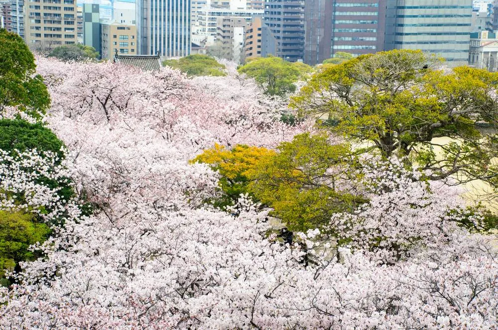 福岡景點 #8 福岡城跡&舞鶴公園