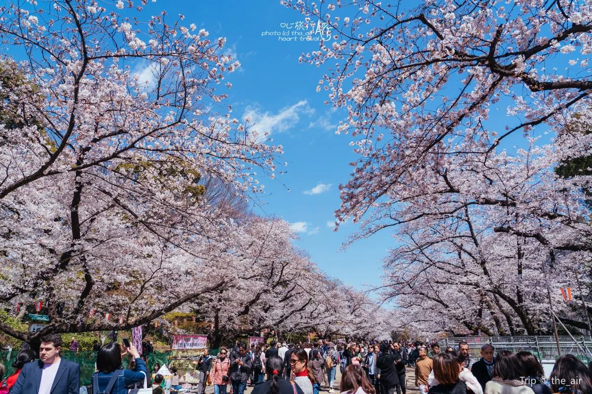 Best Time to Visit Japan: Cherry Blossoms in Japan