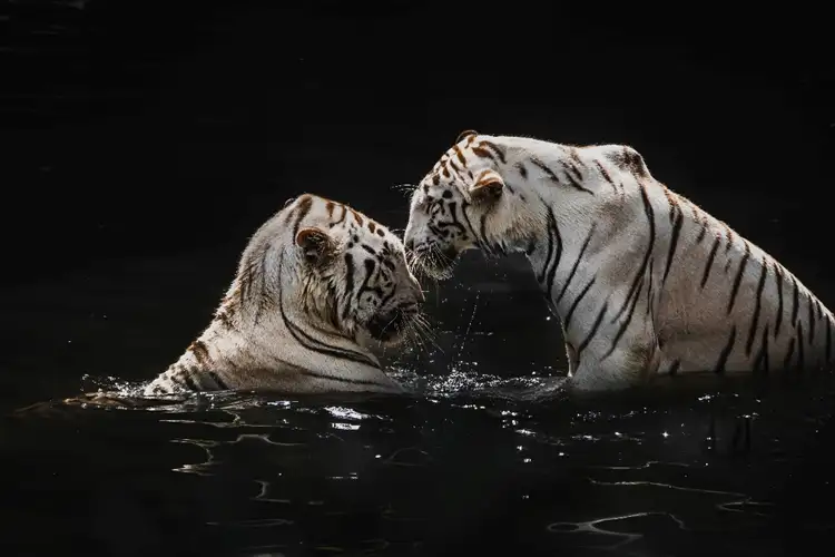 The rare White Bengal Tigers at the Singapore Zoo  Source: Alicia Chong/ unsplash