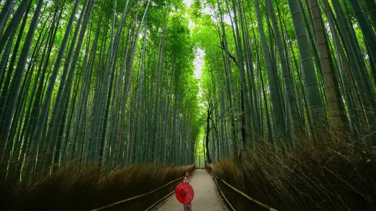 The tranquil Arashiyama Bamboo Grove is a sight that cannot be missed.