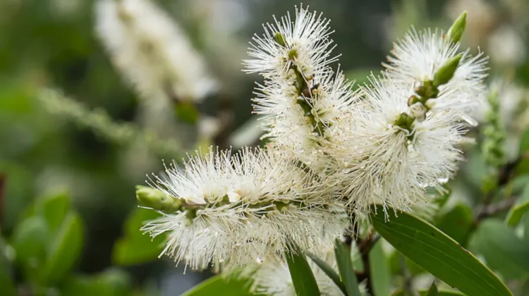 1.ニアウリ製品