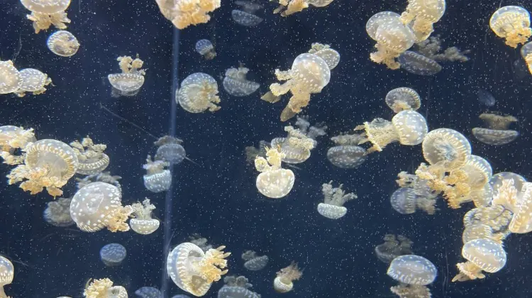 S.E.A. Aquarium | Things to do in Singapore
