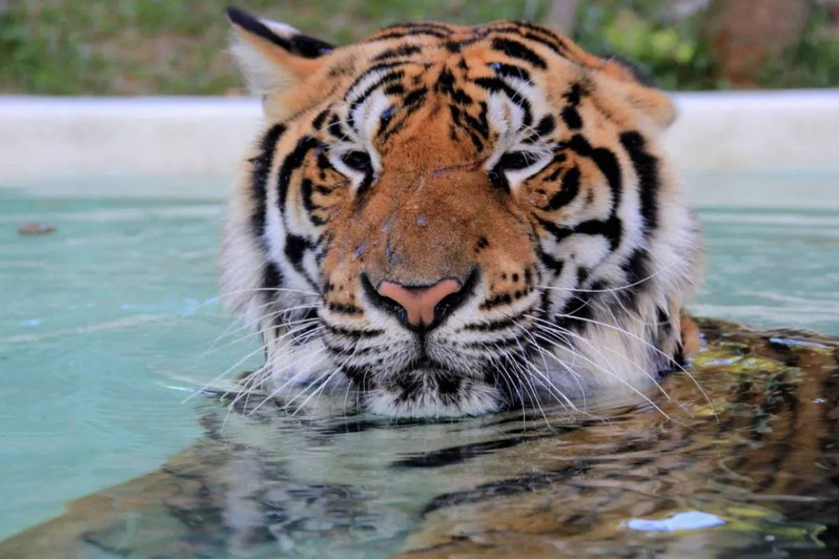 Tiger Kingdom Phuket