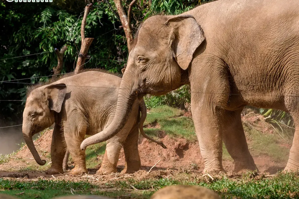 Asian Elephant Garden