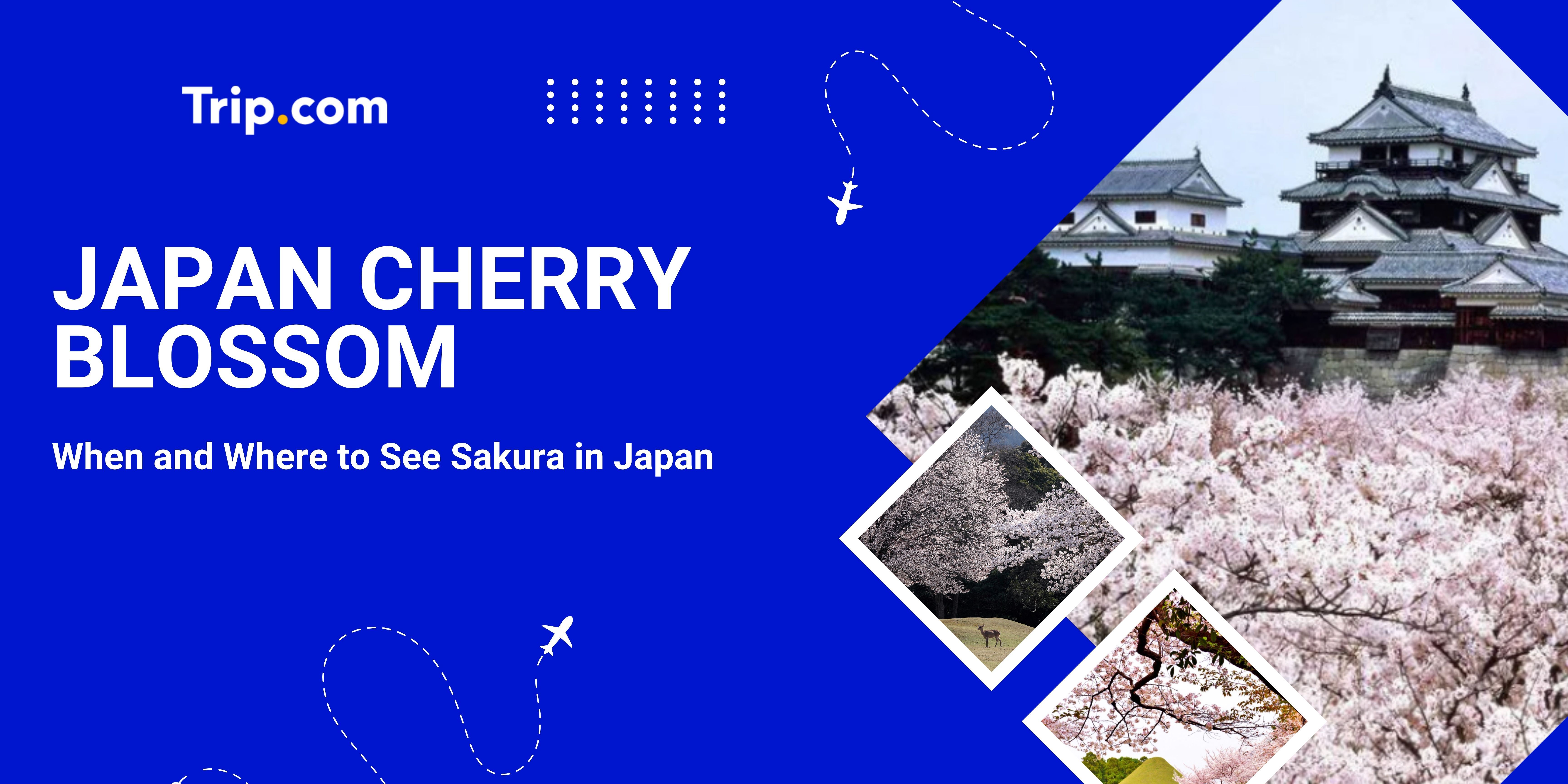 Japan Cherry Blossom