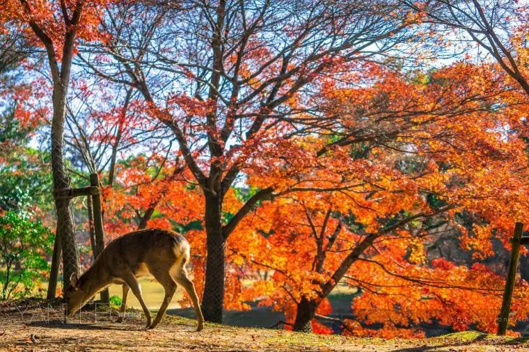 奈良公園