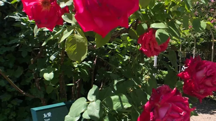 天気が雨の日に大館能代（秋田）で楽しみたい3つのこと
