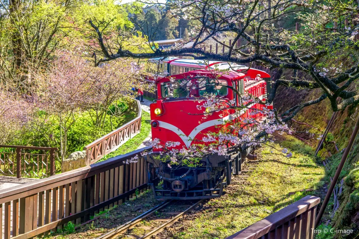 15. Tempat Wisata di Taiwan-Alishan National Scenic Area