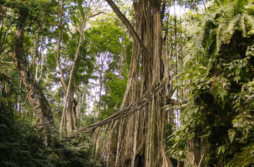 Aktivitas Seru yang Bisa Dilakukan di Monkey Forest Bali
