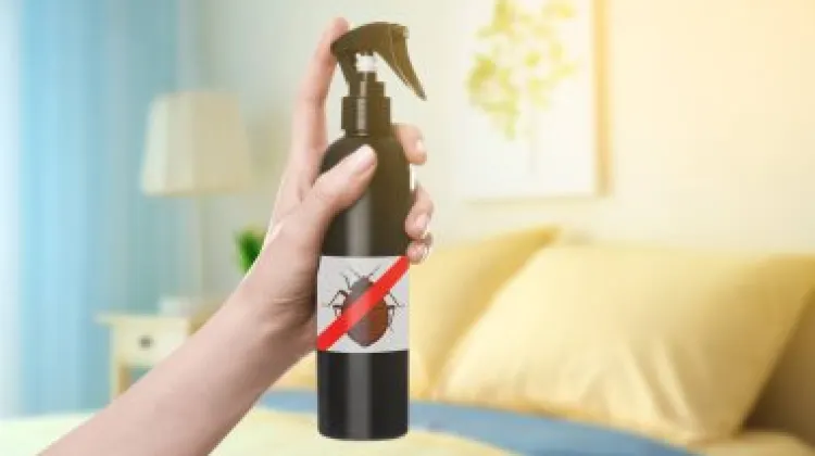 現在の韓国におけるトコジラミの勢力は？