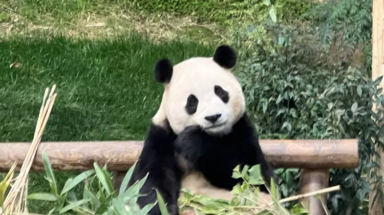 What to do at Everland Korea?