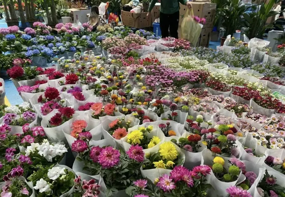 ตลาดดอกไม้ดอยนาง