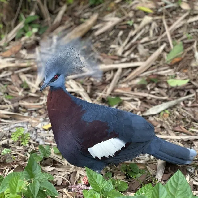 Things to do at Bird Paradise