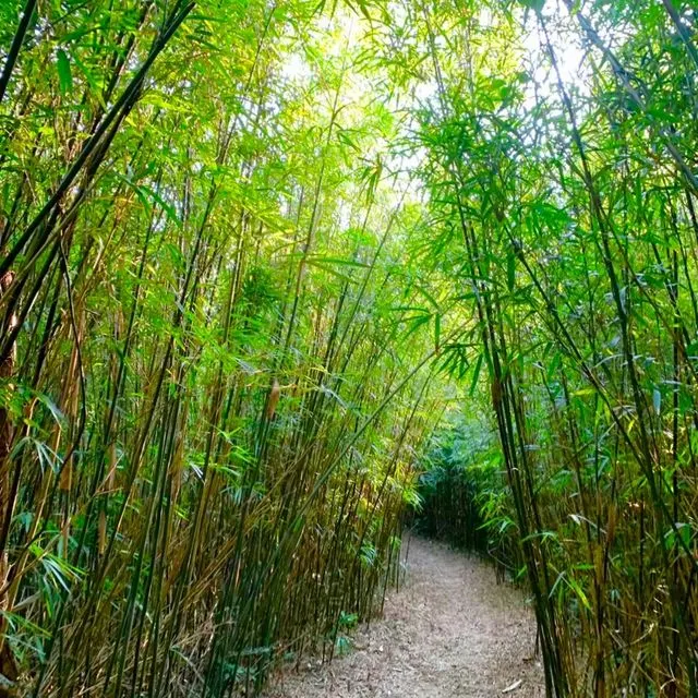 元荃古道竹林	