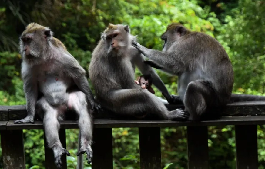 Apa itu Monkey Forest Bali?